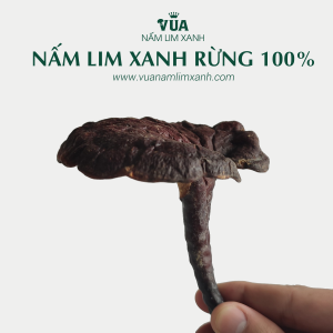 nam-lim-xanh-rung-100 (1)